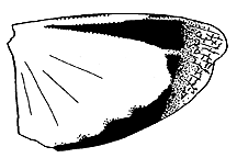 Arphia conspersa