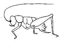 Antennae as long as or longer than body; antennae usually with more than 30 segments. 