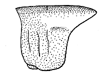 Chortophaga viridifasciata