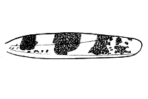 Encoptolophus sordidus