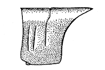Encoptolophus sordidus