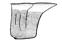 Encoptolophus subgracilis