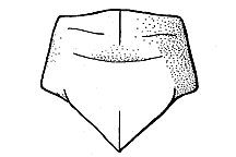 Leprus cyaneus