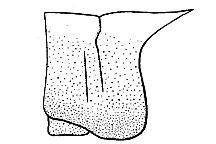 Leprus cyaneus