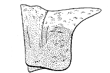 Leprus robustus