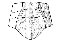 Camnula pellucida