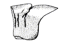 Dissosteira carolina