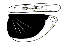 Dissosteira carolina