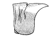 Spharagemon equale