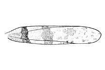 Spharagemon humile