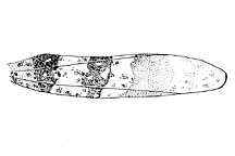 Spharagemon equale
