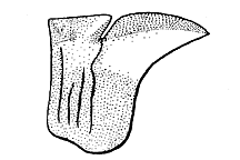 Spharagemon collare