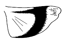 Hippiscus ocelote