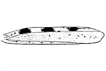 Conozoa texana