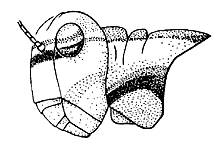 Mestobregma plattei