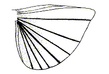 Circotettix carlinianus
