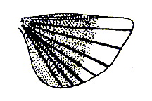 Circotettix carlinianus
