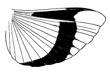 Xanthippus corallipes