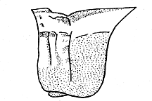 Xanthippus corallipes or Xanthippus montanus