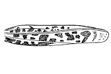 Xanthippus corallipes