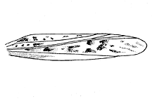 Xanthippus montanus