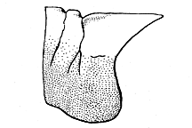 Cratypedes neglectus