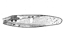 Cratypedes neglectus