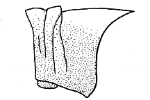 Trimerotropis agrestis