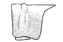 Trimerotropis citrina