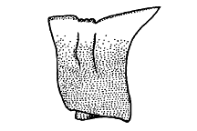 Hippopedon capito