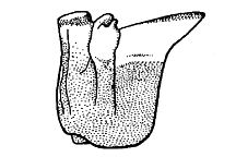 Derotmema haydeni