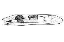 Hippopedon capito
