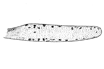 Derotmema haydeni