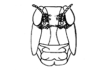 Trimerotropis cincta