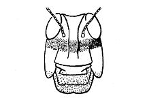 Conozoa texana