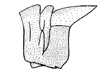 Conozoa texana