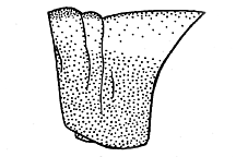 Trimerotropis pallidipennis