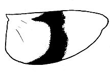 Trimerotropis pallidipennis