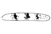 Trimerotropis pallidipennis