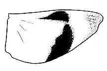 Trimerotropis fratercula