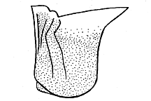 Trimerotropis inconspicua