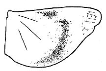 Trimerotropis inconspicua