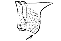 Trimerotropis californica