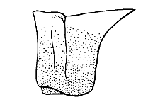 Trimerotropis melanoptera