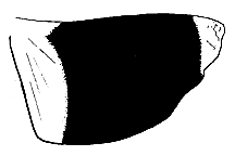 Trimerotropis melanoptera
