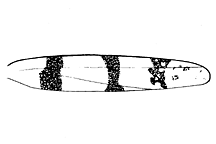 Trimerotropis pistrinaria