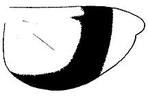 Trimerotropis magnifica