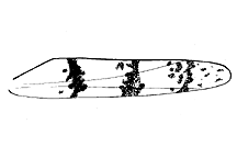 Spharagemon humile