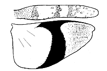 Trimerotropis tolteca