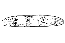 Trimerotropis campestris